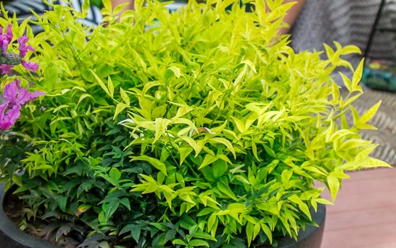 Lemon Lime Nandina - 3 Gallon Pot 7 Lemon Lime Nandina - 3 Gallon Pot - Image 5