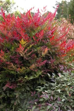 Obsession Nandina - 3 Gallon Pot
