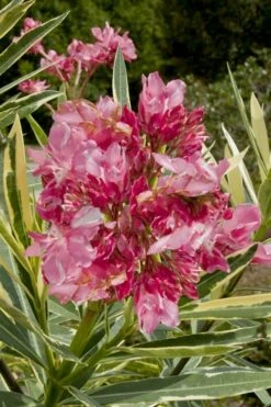 Twist Of Pink Oleander - 2 Gallon Pot