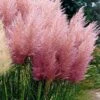 Pink Pampas Grass - 6 Pack Of 1 Gallon Pots -Cheap Plants Store Pampas Grass Pink 21 2