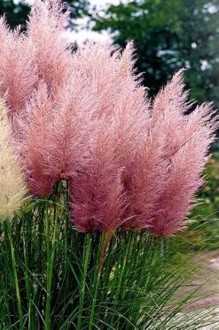Pink Pampas Grass - 1 Gallon Pot