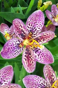 Lollipop Candy Lily - X Pardancanda - 1 Gallon Pot -Cheap Plants Store Pardancanda Candy Lily Lollipop 1