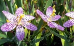 Lollipop Candy Lily - X Pardancanda - 1 Gallon Pot -Cheap Plants Store Pardancanda Cany Lily Lollipop 5