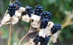 Lollipop Candy Lily - X Pardancanda - 1 Gallon Pot -Cheap Plants Store Pardancanda Cany Lily Lollipop 8