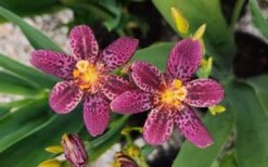 Lollipop Candy Lily - X Pardancanda - 1 Gallon Pot -Cheap Plants Store Pardancanda Lollipop 11