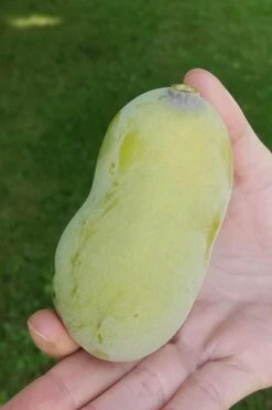 Paw Paw Tree - Asimina Triloba - 7 Gallon Pot -Cheap Plants Store Paw Paw Tree 10