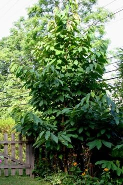 Paw Paw Tree - Asimina Triloba - 7 Gallon Pot -Cheap Plants Store Paw Paw Tree 2