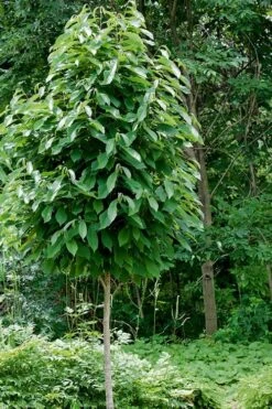 Paw Paw Tree - Asimina Triloba - 7 Gallon Pot -Cheap Plants Store Paw Paw Tree 4