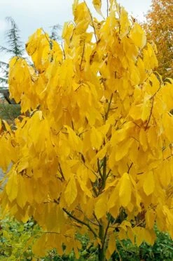 Paw Paw Tree - Asimina Triloba - 7 Gallon Pot -Cheap Plants Store Paw Paw Tree 7