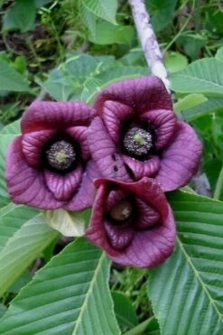 Paw Paw Tree - Asimina Triloba - 7 Gallon Pot -Cheap Plants Store Paw Paw Tree Flowers 1