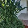 Pringles Dwarf Podocarpus Yew - 3 Gallon Pot -Cheap Plants Store Pdodocarpus Pringles 10 2