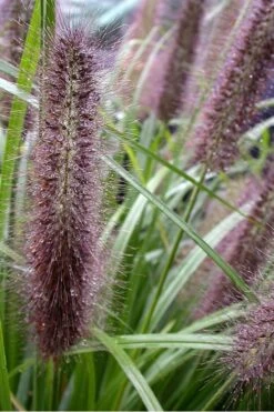Black Fountain Grass - Pennisetum Alopecuroides 'Moudry' - 3 Gallon Pot -Cheap Plants Store Pennisetum Moudry 500x750 2