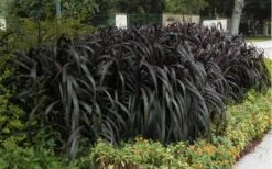 Princess Caroline Purple Fountain Grass (Pennisetum) - 1 Gallon Pot -Cheap Plants Store Pennisetum Princess Caroline 5 1