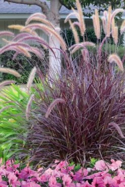 Purple Fountain Grass (Pennisetum Rubrum) - 1 Gallon Pot -Cheap Plants Store Pennisetum Rubra Purple Fountain Grass 21