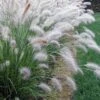 Hameln Dwarf Hardy Fountain Grass (Pennisetum) - 3 Gallon Pot -Cheap Plants Store Pennisetum hameln 500x750 1
