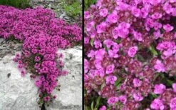 Red Creeping Thyme (Thymus Praecox 'Coccineus') - 8 Pack Of Quart Pots -Cheap Plants Store Picture Creeping Thyme Red 4 2