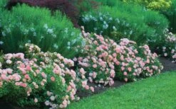 Apricot Drift Dwarf Rose - 2 Gallon Pot -Cheap Plants Store Picture Drift Rose Apricot Border 1