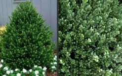 Pyramidal Compacta Japanese Holly - 3 Gallon Pot 10 Pyramidal Compacta Japanese Holly - 3 Gallon Pot -Cheap Plants Store Picture Holly Compacta Pyramidal 1