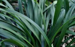 Big Blue Liriope (Lily Turf) - 1 Gallon Pot -Cheap Plants Store Picture Liriope Big Blue 7
