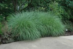 Little Kitten Dwarf Maiden Grass - Miscanthus Sinensis - 2 Gallon Pot -Cheap Plants Store Picture Little Kitten Maiden Grass 2