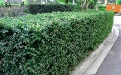 Emerald Snow Loropetalum (Chinese Fringeflower) - 1 Gallon Pot -Cheap Plants Store Picture Loropetalum Emerald Snow Hedge 1