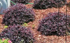 Purple Daydream Dwarf Loropetalum - 3 Gallon Pot -Cheap Plants Store Picture Loropetalum Purple Daydream 3 2