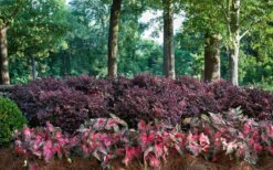 Purple Diamond Loropetalum - 2.5 Quart Pot -Cheap Plants Store Picture Loropetalum Purple Diamond Shrubs Background Hedge