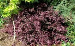 Red Diamond Loropetalum - 2 Gallon Pot -Cheap Plants Store Picture LoropetalumRedDiamond 4 2