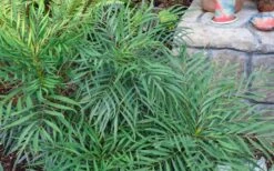 Soft Caress Mahonia - 1 Gallon Pot -Cheap Plants Store Picture Mahonia Soft Caress Foliage 1