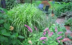 Little Zebra Grass - Miscanthus - 6 Pack Of 1 Gallon Pots -Cheap Plants Store Picture Miscanthus Little Zebra 3