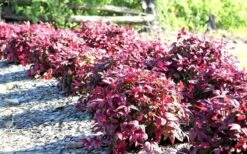 Blush Pink Nandina - 1 Gallon Pot -Cheap Plants Store Picture Nandina Blush Pink Grouping 1