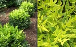 Lemon Lime Nandina - 2 Gallon Pot -Cheap Plants Store Picture Nandina Lemon Lime 2 2