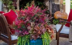 Obsession Nandina - 3 Gallon Pot -Cheap Plants Store Picture Nandina Obsession 2