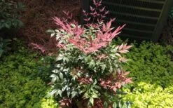 Obsession Nandina - 2 Gallon Pot 13 Obsession Nandina - 2 Gallon Pot -Cheap Plants Store Picture NandinaObsession 4 3