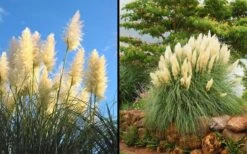 White Pampas Grass - 6 Pack Of 1 Gallon Pots -Cheap Plants Store Picture Pampas Grass White 2