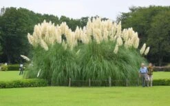 White Pampas Grass - 6 Pack Of 1 Gallon Pots -Cheap Plants Store Picture Pampas Grass White 3