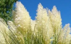 White Pampas Grass - 6 Pack Of 1 Gallon Pots -Cheap Plants Store Picture Pampas Grass White 4