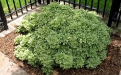 Variegated Pittosporum - Japanese Mock Orange - 1 Gallon Pot -Cheap Plants Store Picture Pittosporum Variegated Shrub 1