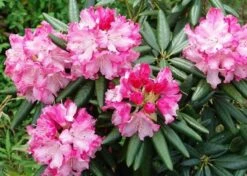 Southgate 'Brandi' Rhododendron - 2 Gallon Pot -Cheap Plants Store Picture Rhododendron Southgate Brandi 2