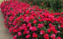 Original Red Knock Out Rose - 1 Gallon Pot -Cheap Plants Store Picture Rose Knock Out Red 5