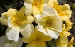 Sunny Yellow Knock Out Rose - 3 Gallon Pot -Cheap Plants Store Picture Rose Knock Out Sunny 1