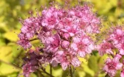 Gold Mound Spirea - 3 Gallon Pot -Cheap Plants Store Picture Spirea Gold Mound Flower Closeup