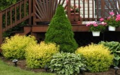 Gold Mound Spirea - 3 Gallon Pot -Cheap Plants Store Picture Spirea Gold Mound Landscape