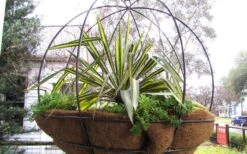 Color Guard Yucca - 2 Gallon Pot -Cheap Plants Store Picture Yucca Color Guard Basket 1