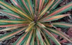 Color Guard Yucca - 2 Gallon Pot -Cheap Plants Store Picture Yucca Color Guard Fall Color