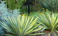 Color Guard Yucca - 2 Gallon Pot -Cheap Plants Store Picture Yucca Color Guard Landscape