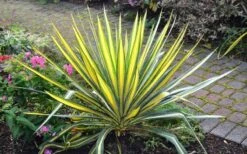 Color Guard Yucca - 2 Gallon Pot -Cheap Plants Store Picture Yucca Color Guard Plant