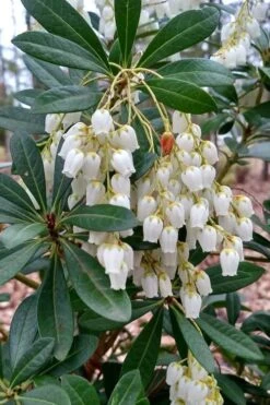 Mountain Snow Pieris - 2 Gallon Pot -Cheap Plants Store Pieris Mountain Snow 10