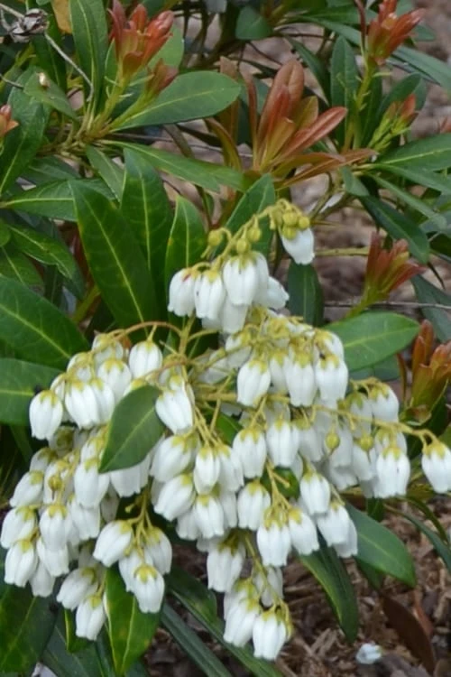 Mountain Snow Pieris - 1 Gallon Pot 8 Mountain Snow Pieris - 1 Gallon Pot - Image 6
