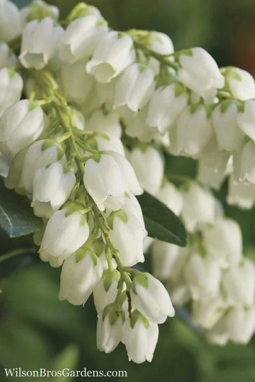 Mountain Snow Pieris - 1 Gallon Pot 3 Mountain Snow Pieris - 1 Gallon Pot